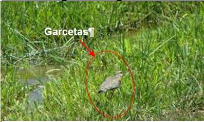 Garcetas