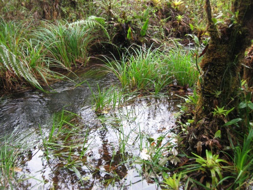 Agua Madre tierra