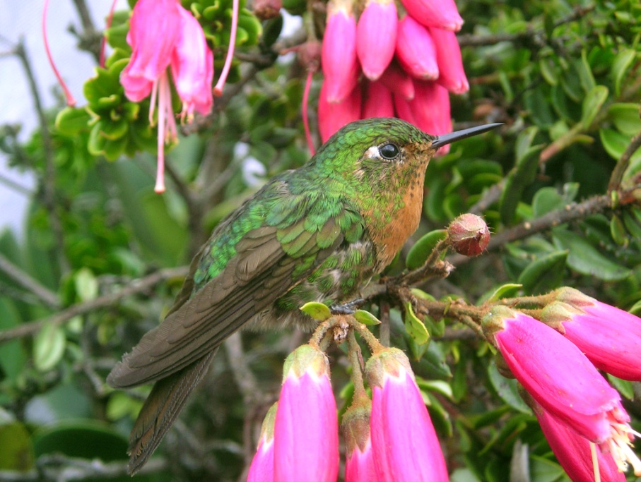 celebra el Día Internacional de las Aves celebra el Día Internacional de las Aves