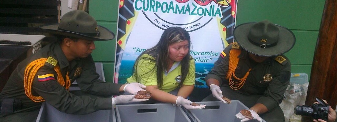liberan tortugas matamata 2