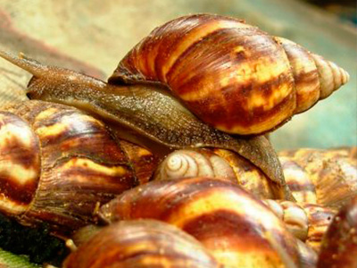 caracol-gigante