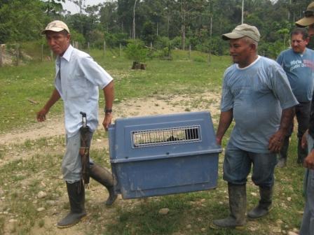 Liberación de osos perezosos