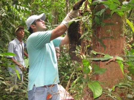 Liberación de osos perezosos Médico veterinario liberando un ejemplar de oso perezoso