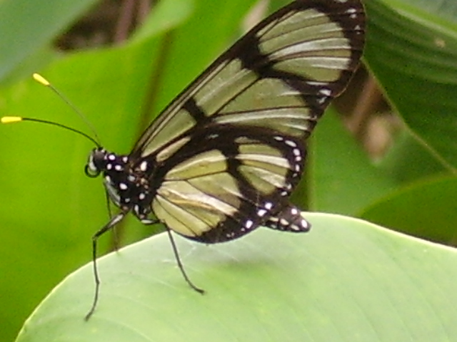 Chiricaspi (Methona themisto (Linnaeus)).